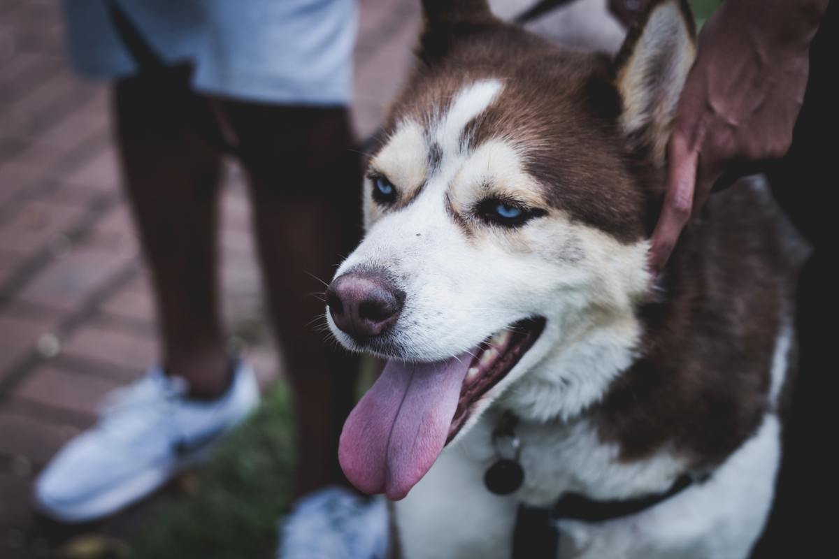 Siberian Huskies may be territorial and don't always get along with other pets. 