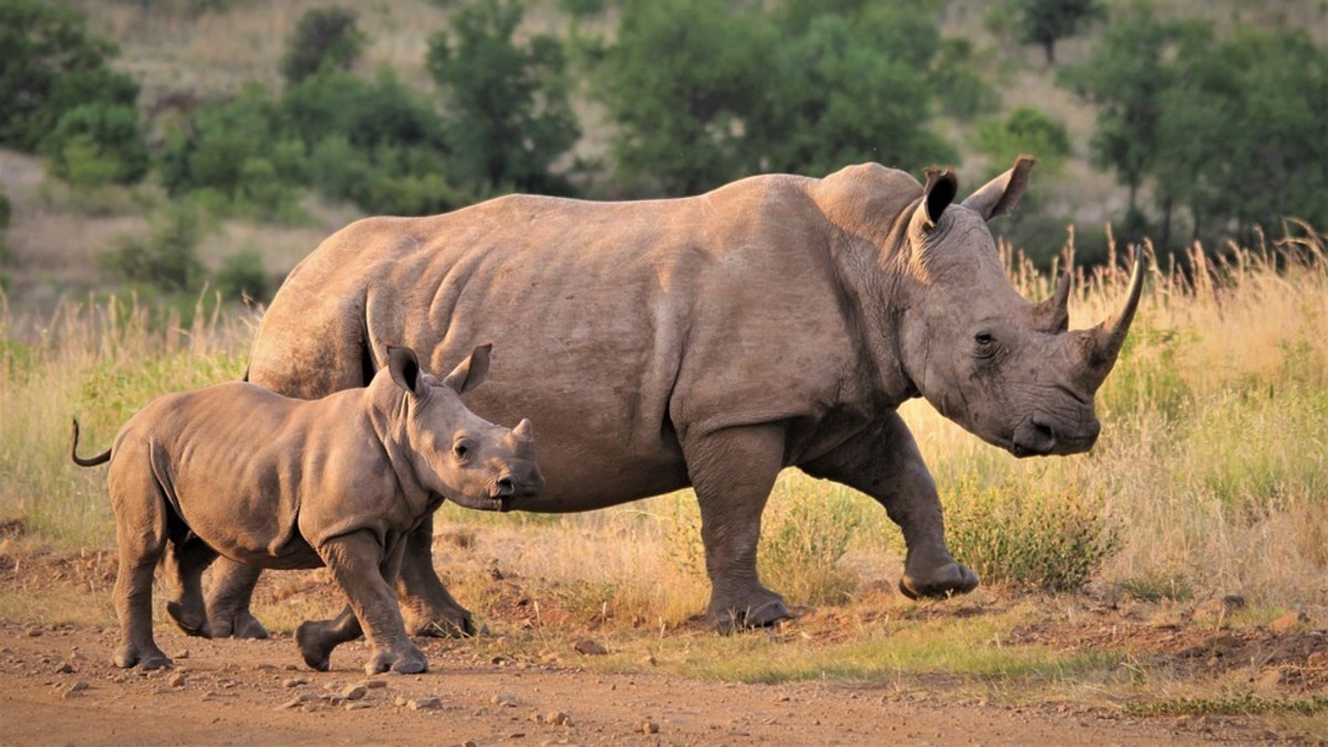 Rhinoceroses Are Critically Endangered