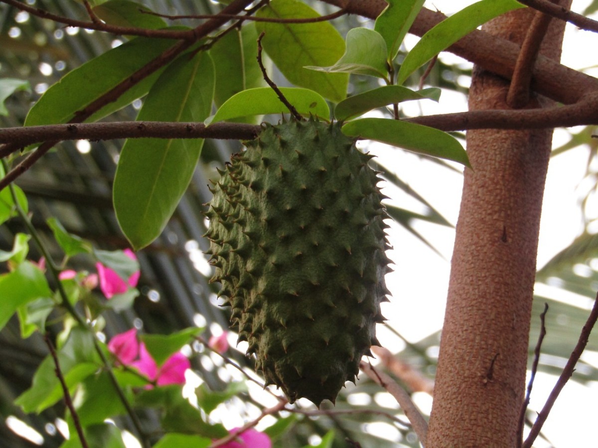 15 Health Benefits Of Guyabano Soursop Leaves Hubpages