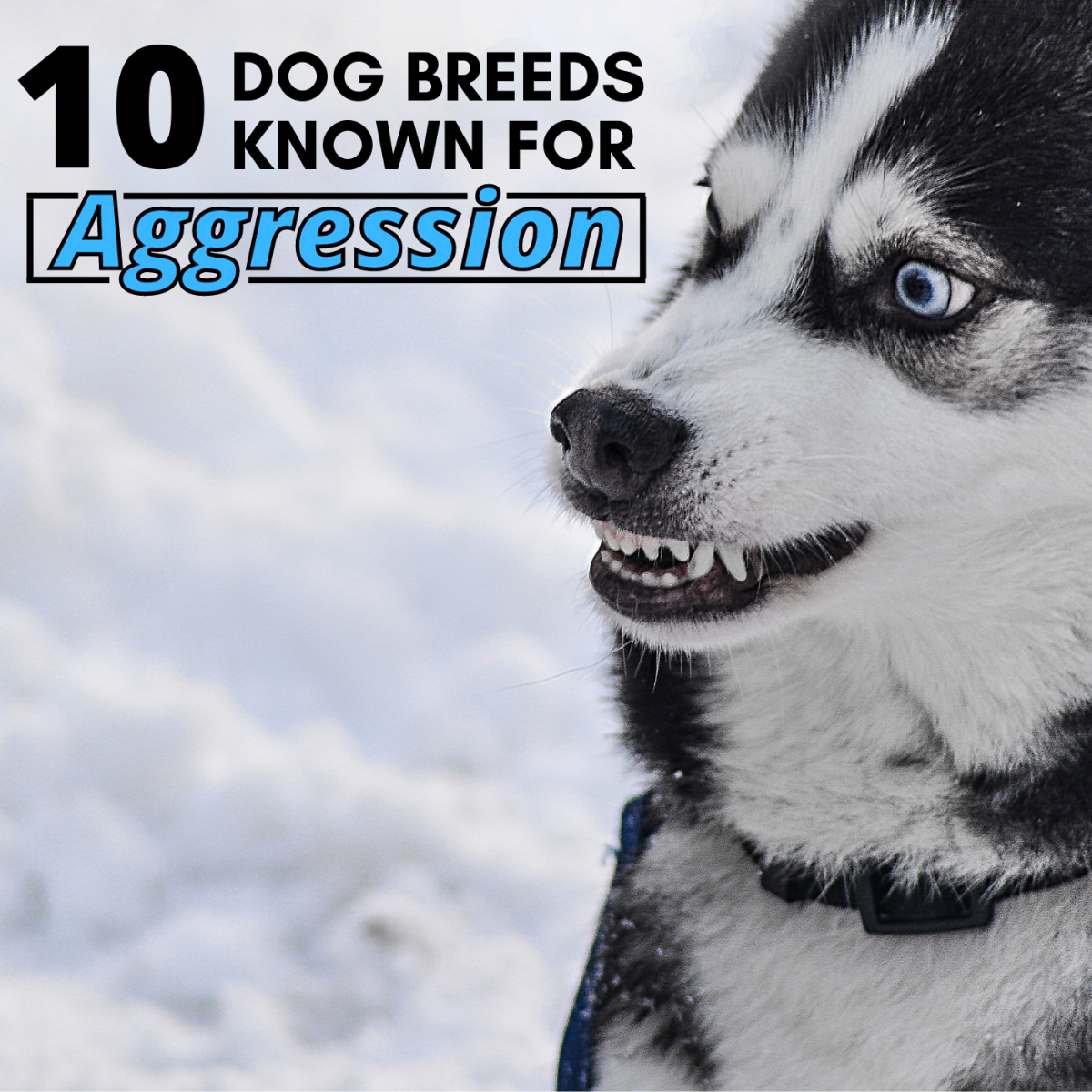 10 Most Aggressive Dog Breeds Temperament Ratings And Information Pethelpful