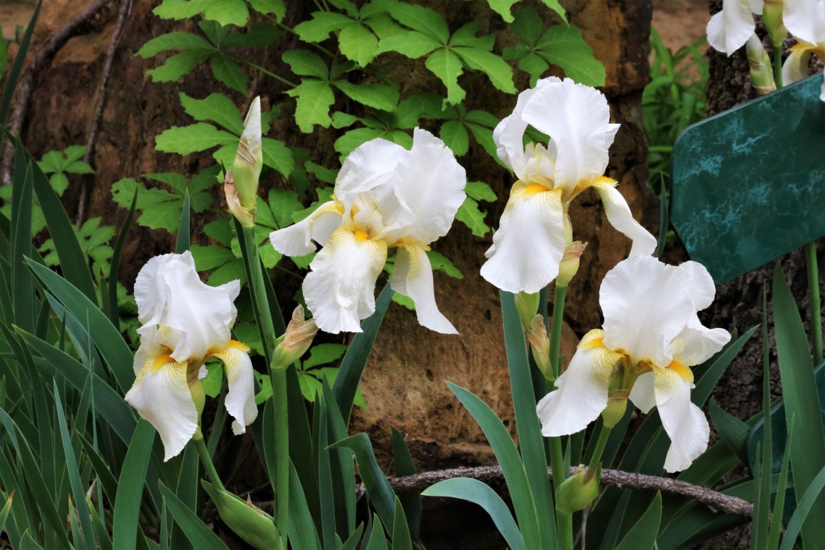 Best Perennial Flowers for Spring Gardens