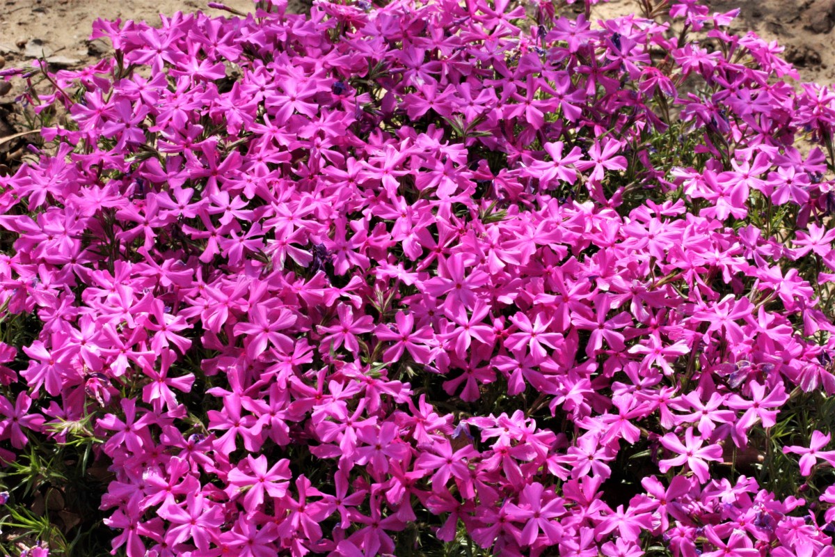 Best Perennial Flowers For Spring Gardens - Hubpages