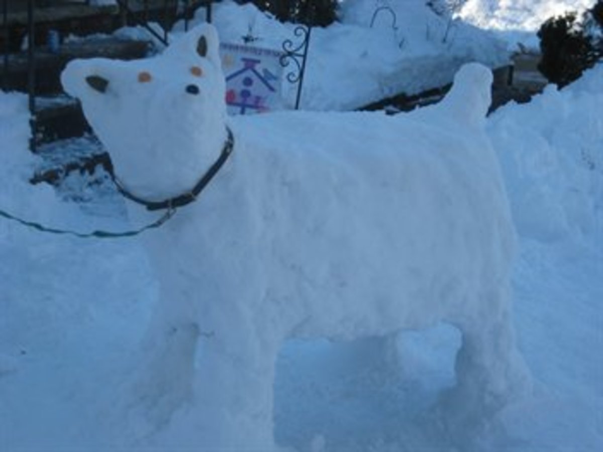 building-snow-animals