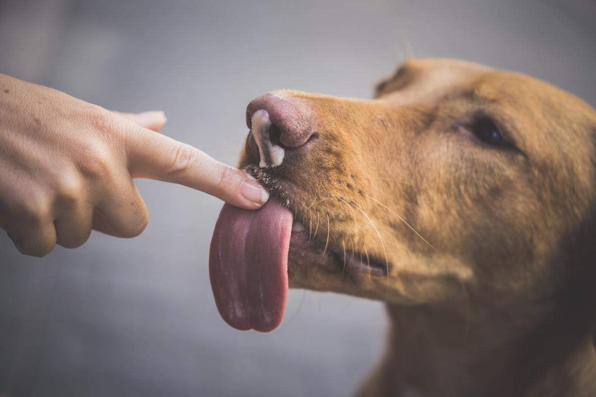 Dogs lick to taste.
