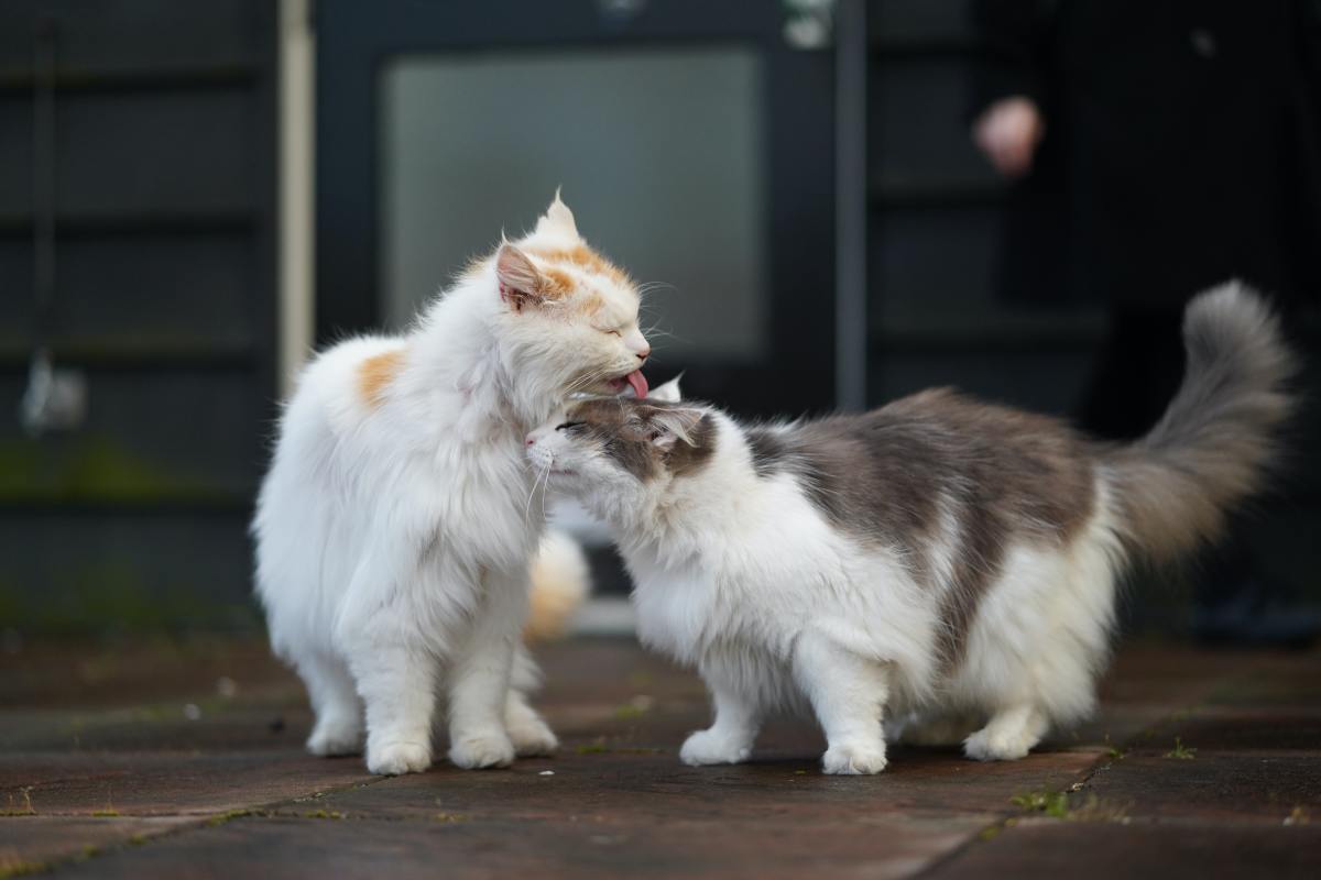 Cats licking each other affectionately.