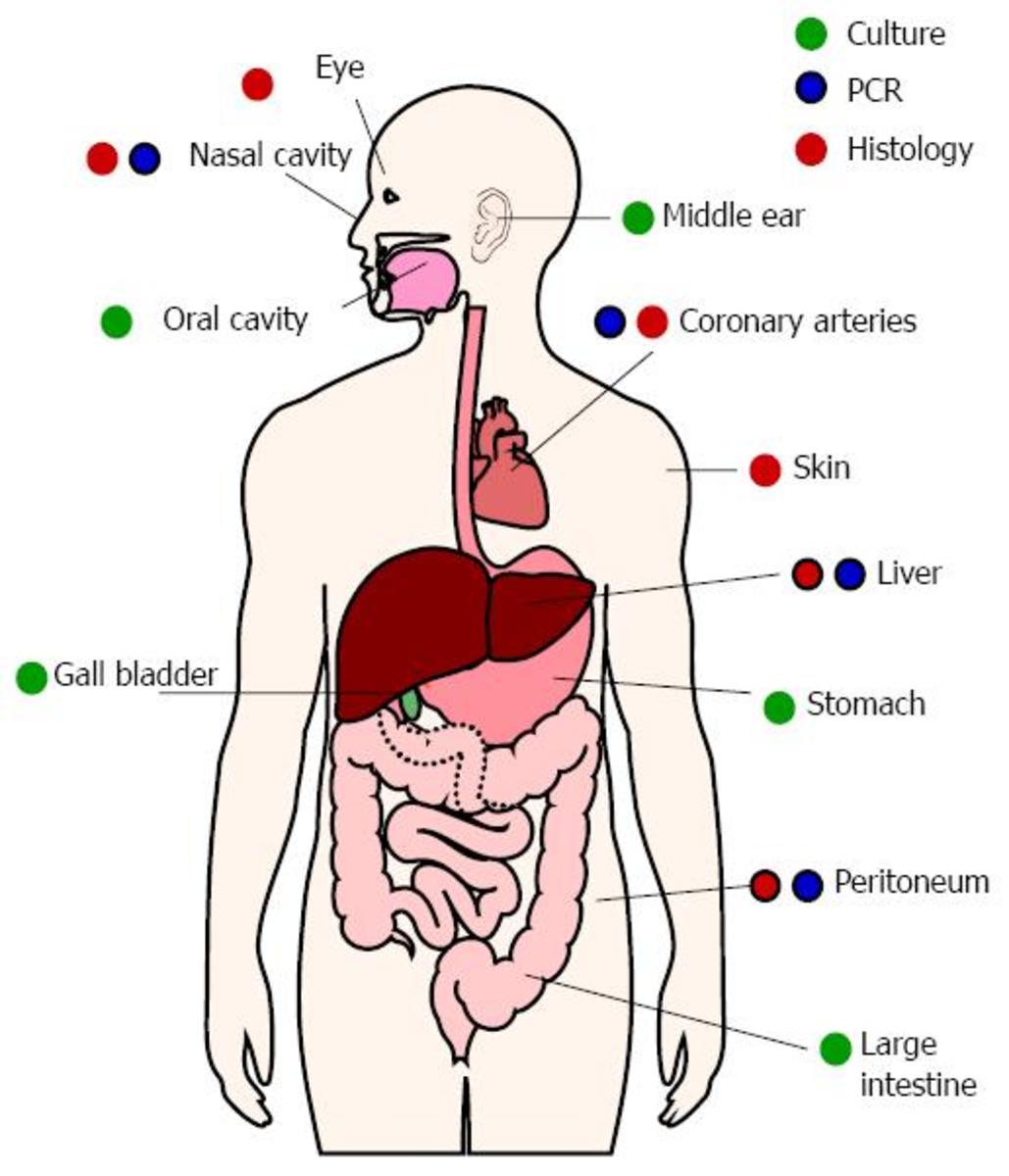 Human Body digestive system.