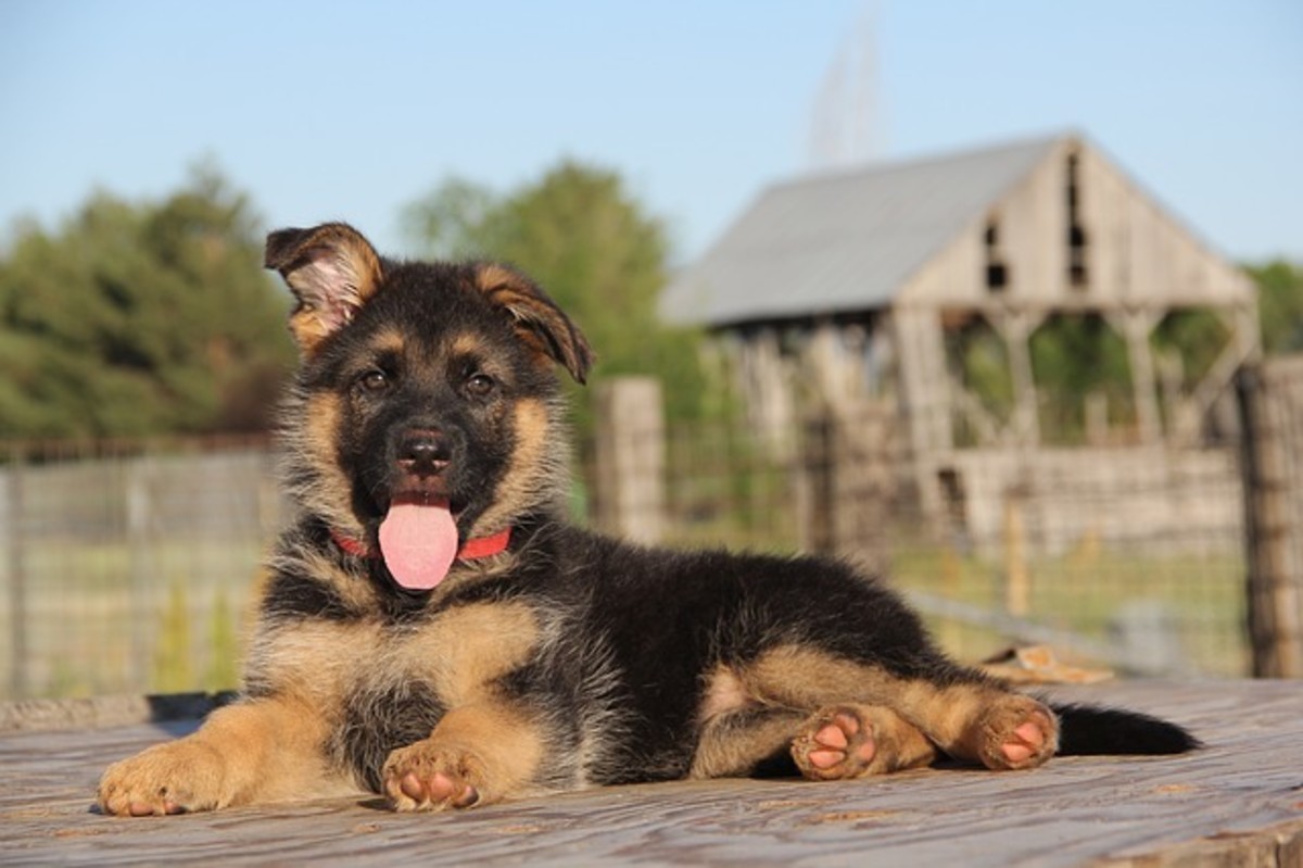 Is your German Shepherd puppy's biting driving you nuts?