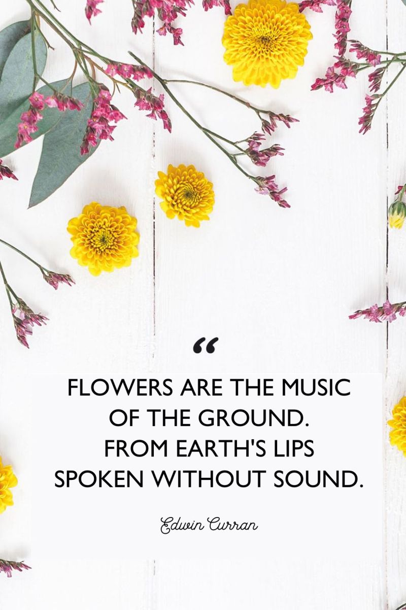 Don T Pluck Flowers Quotes In Hindi Best Flower Site