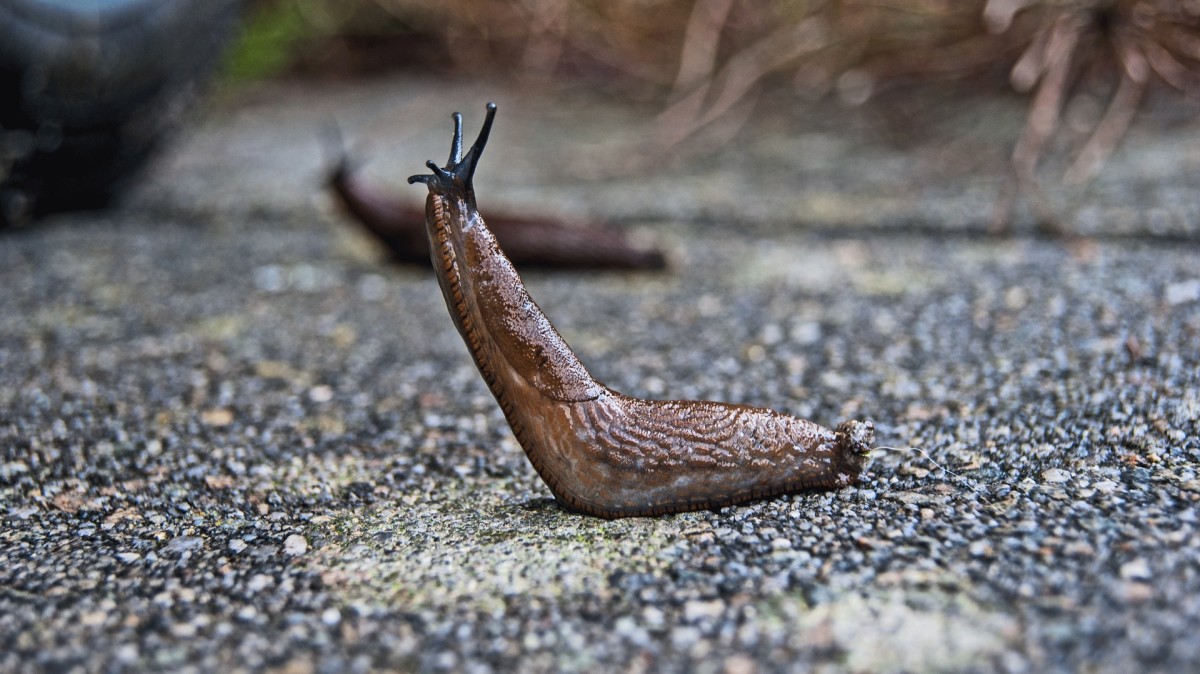 Slugs look very similar to snails in most respects. 
