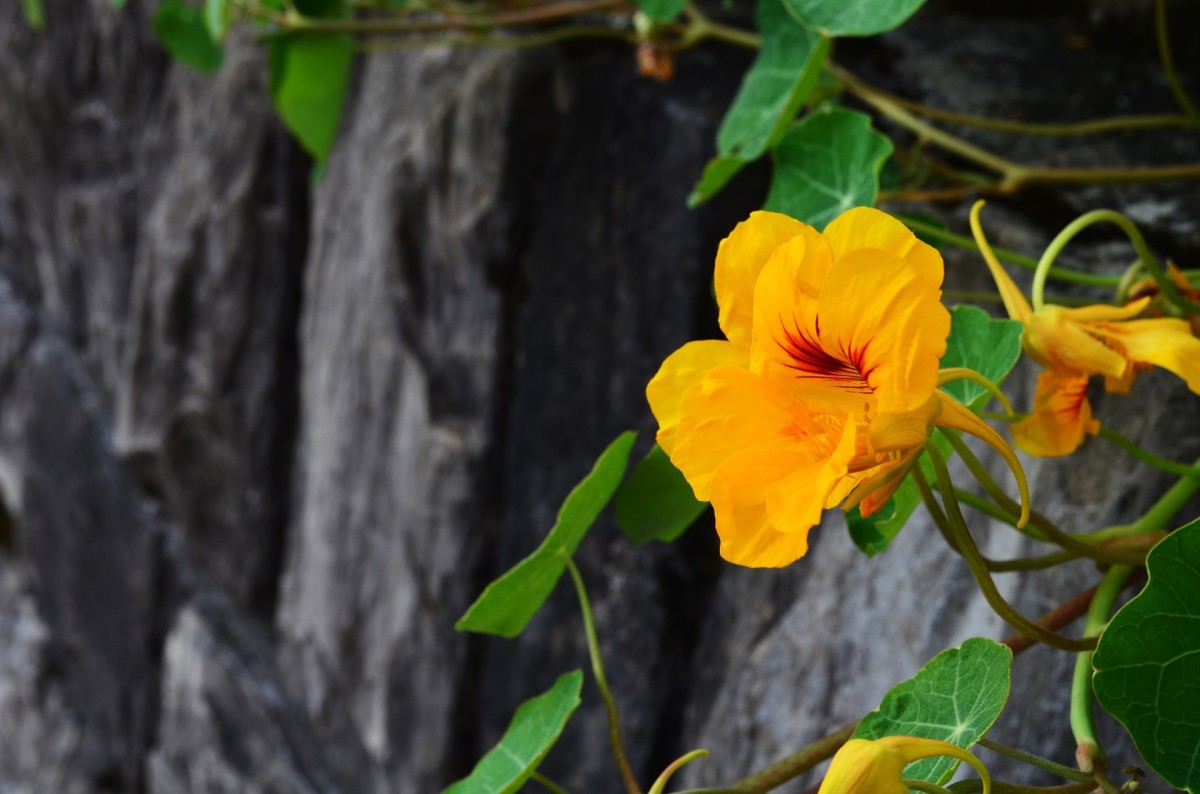 What do nasturtiums look like? Nasturtium flowers come in a range of bright, sunshine colours. 