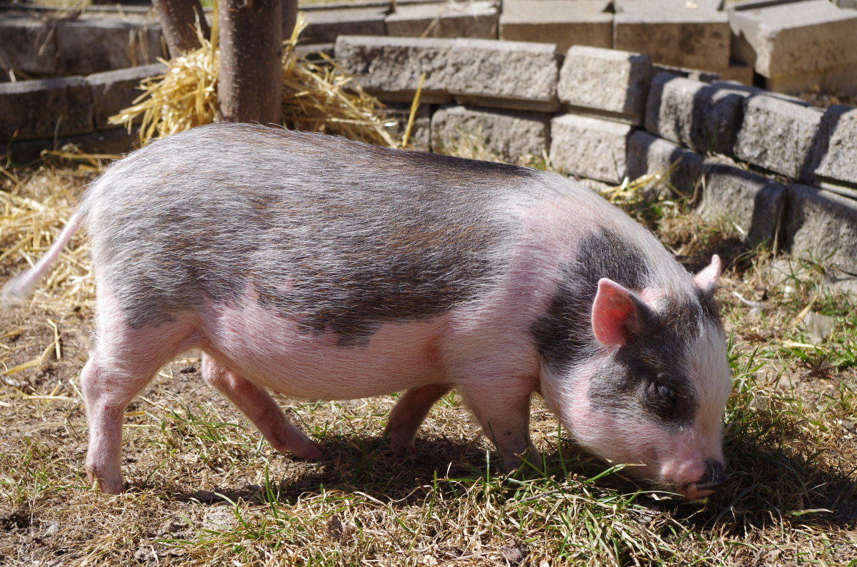 My Experience of Owning a Pet Pig