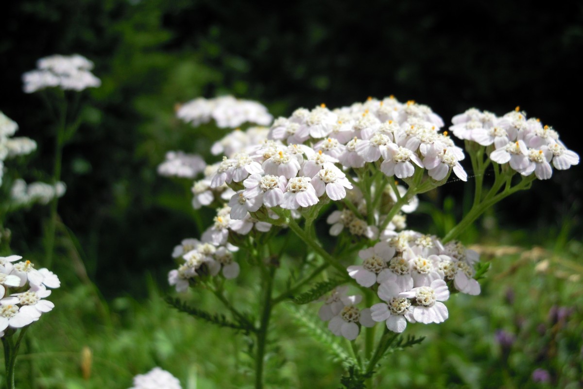 Only use the pink or white yarrow if you are using it medicinally.
