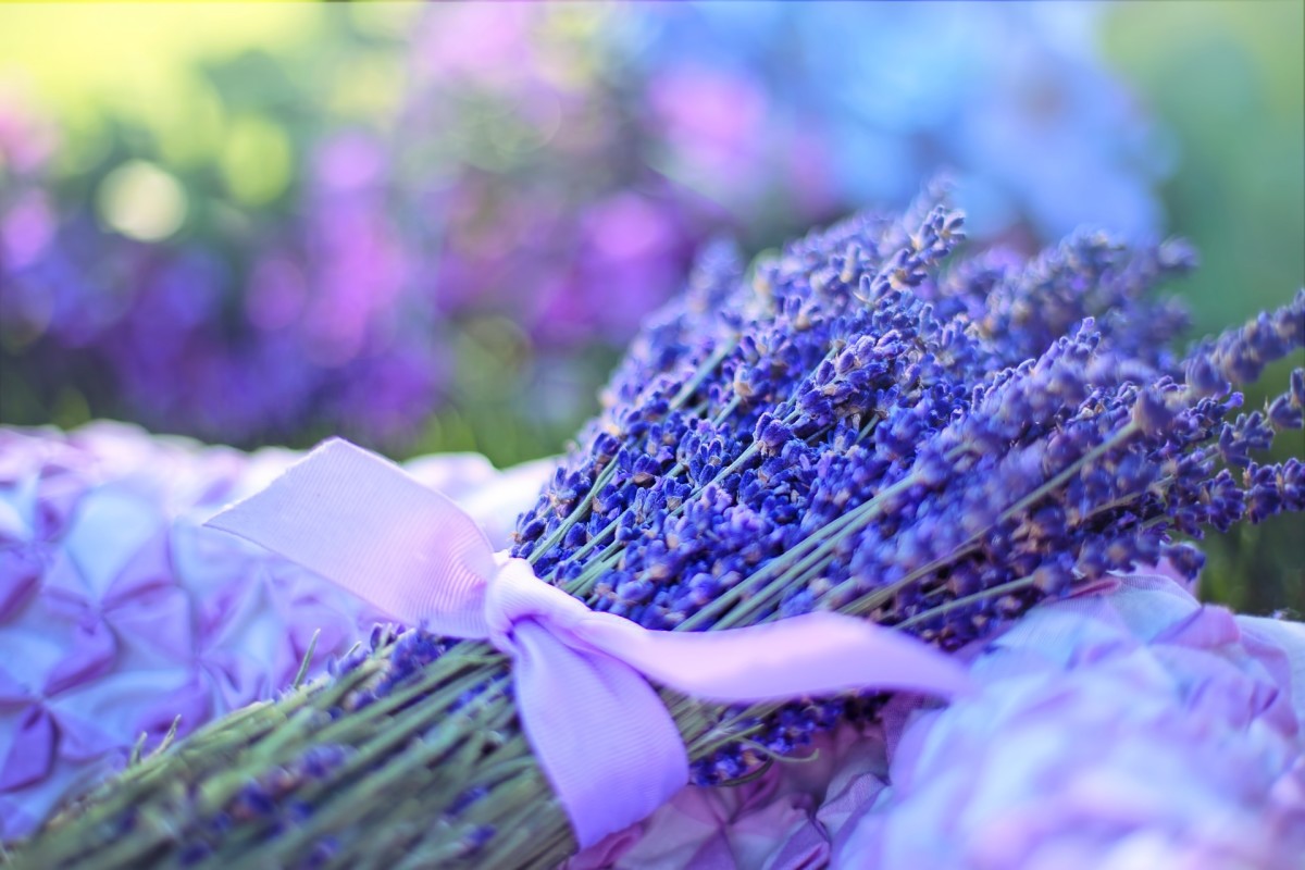 Lavender, easy to grow and so versatile—it can be used in a lot of different natural herbal remedies. 