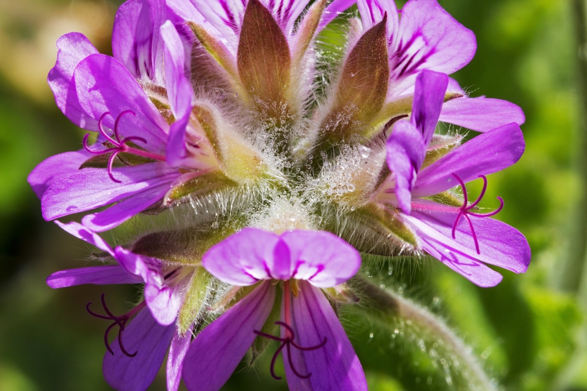 The Benefits and Uses of Geranium Pelargonium in Your Garden and Home