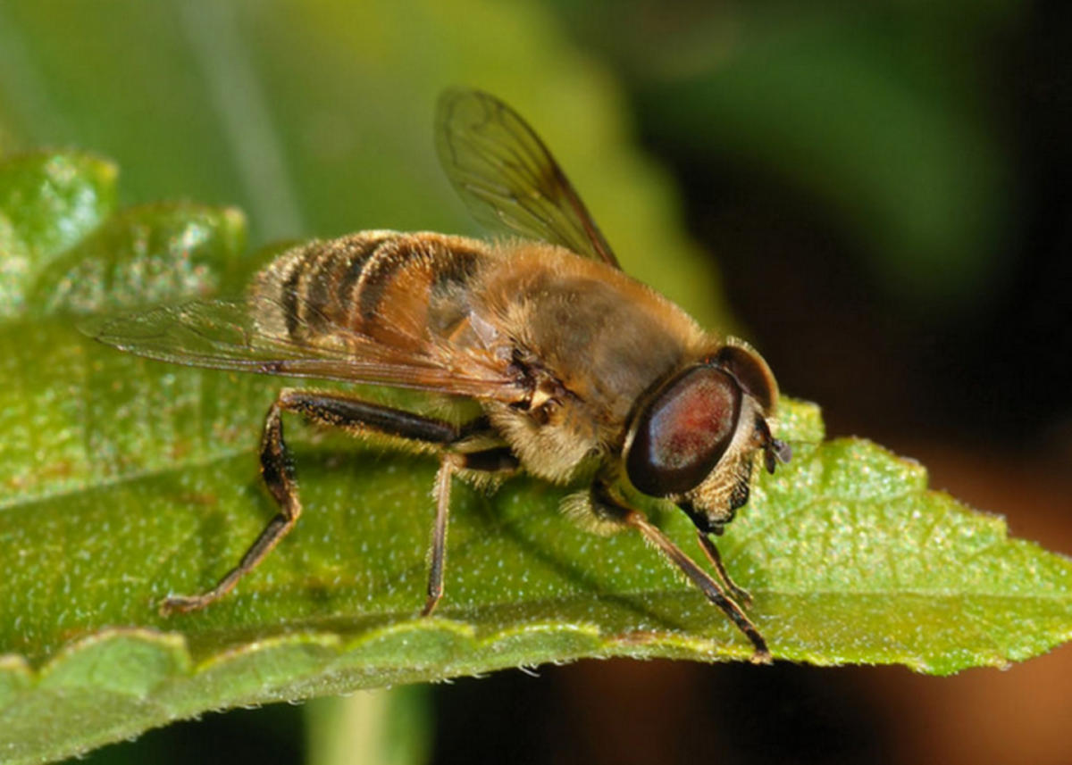 其他昆虫模仿蜜蜂