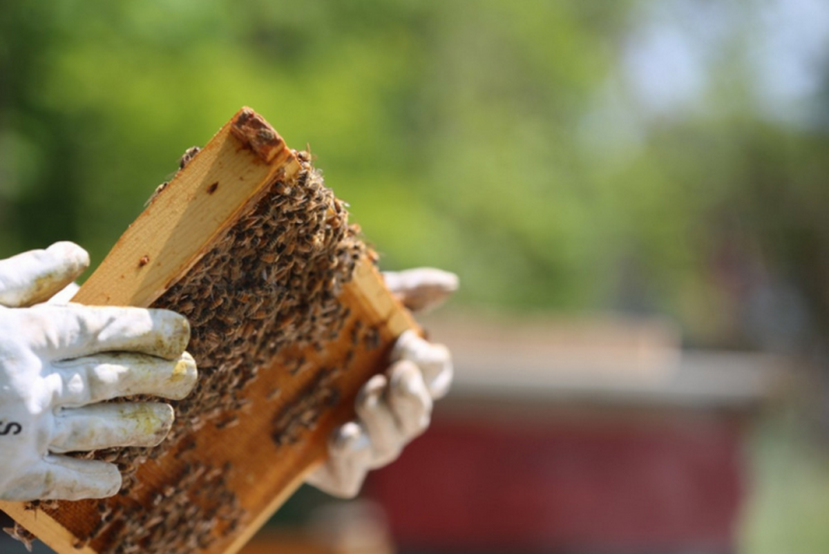 It's common to keep honey bees in man-made hives.