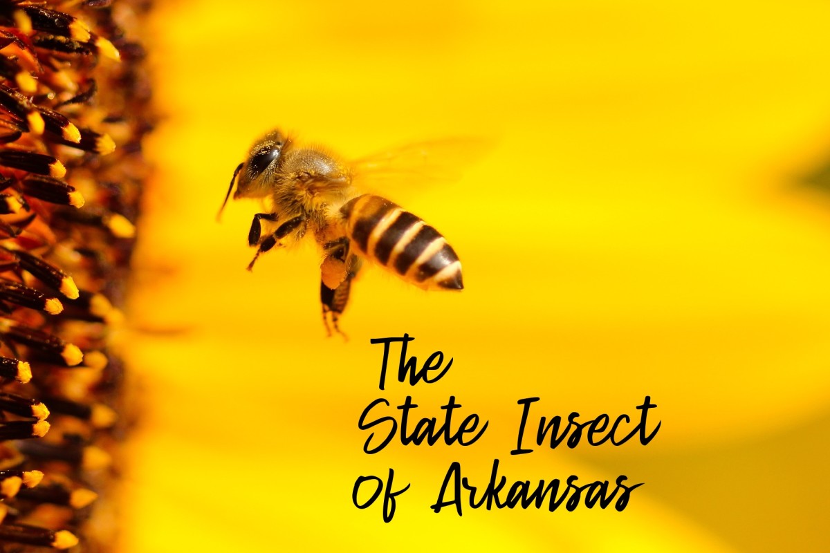 State Insect of Arkansas Lesson: The Western Honey Bee