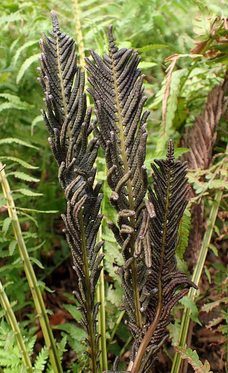 The fertile fronds are dark brown, the same color as cinnamon, giving the plants their name.
