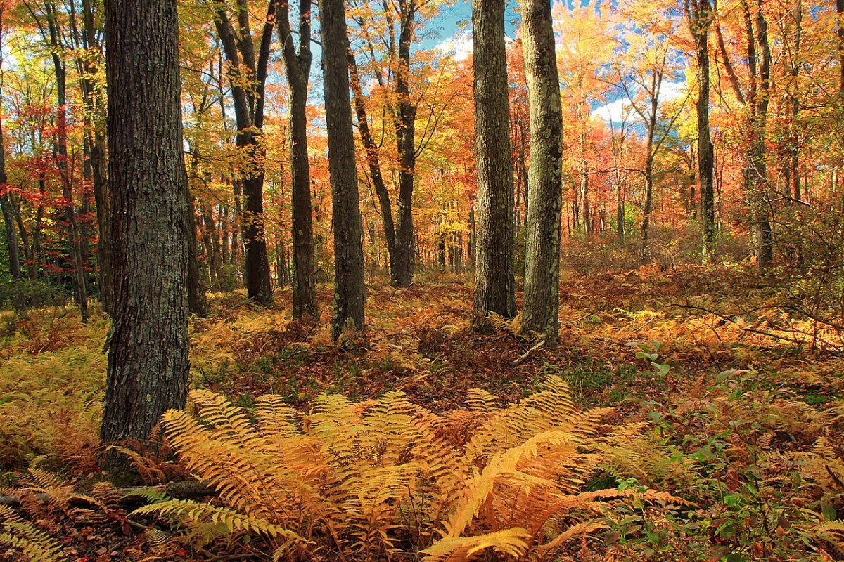 How to Grow Cinnamon Fern, a Native Plant Dengarden