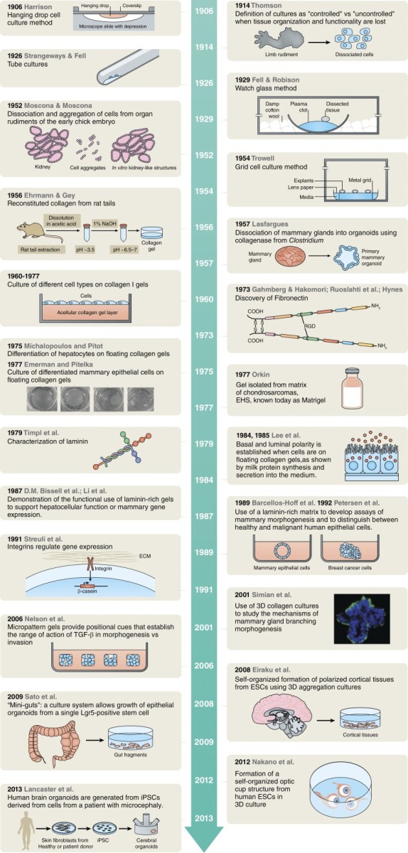 Regenerative Stem Cell Therapy and the God Switch Cloning Human Organs