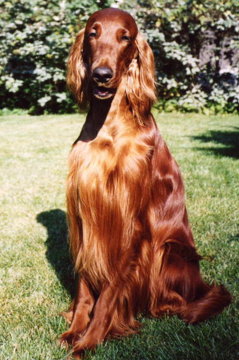 Irish Setter Facts and Irish Setter Information