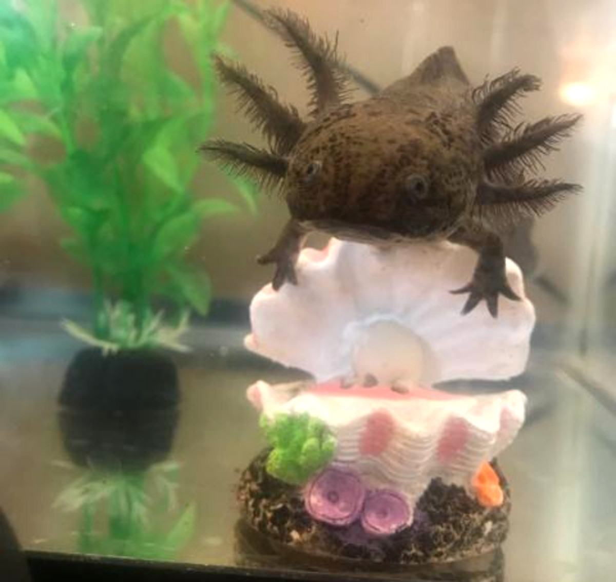Those cute "floofs" are gills, but axolotl can also breathe with lungs.