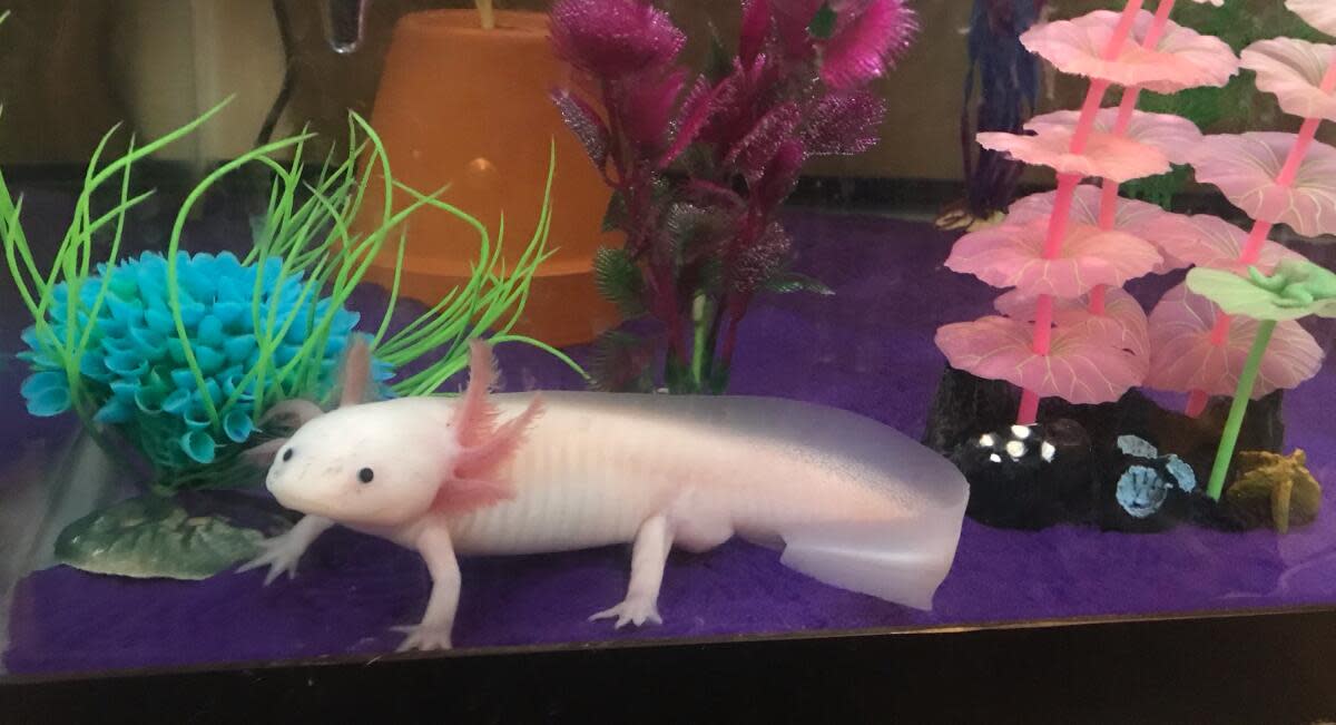6 Fun Facts About Axolotls