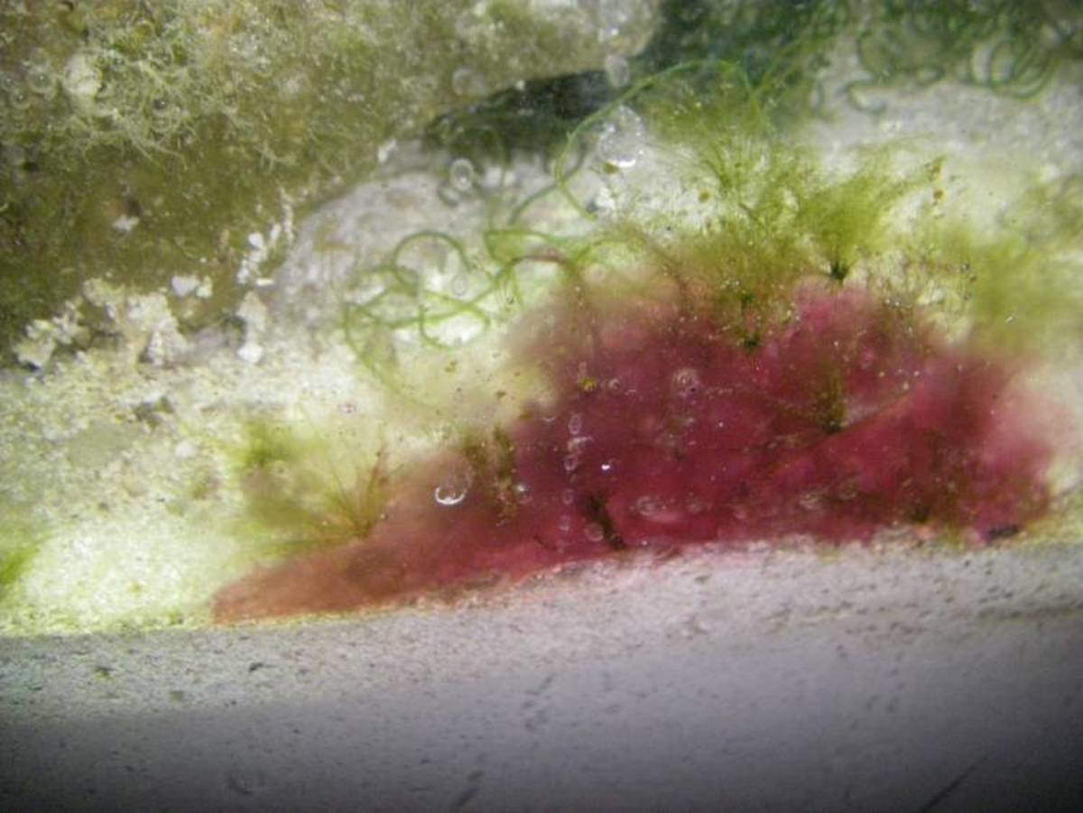 red-algae
