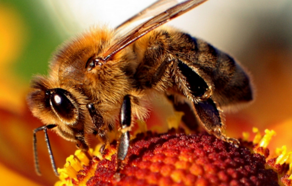 The Western Honeybee