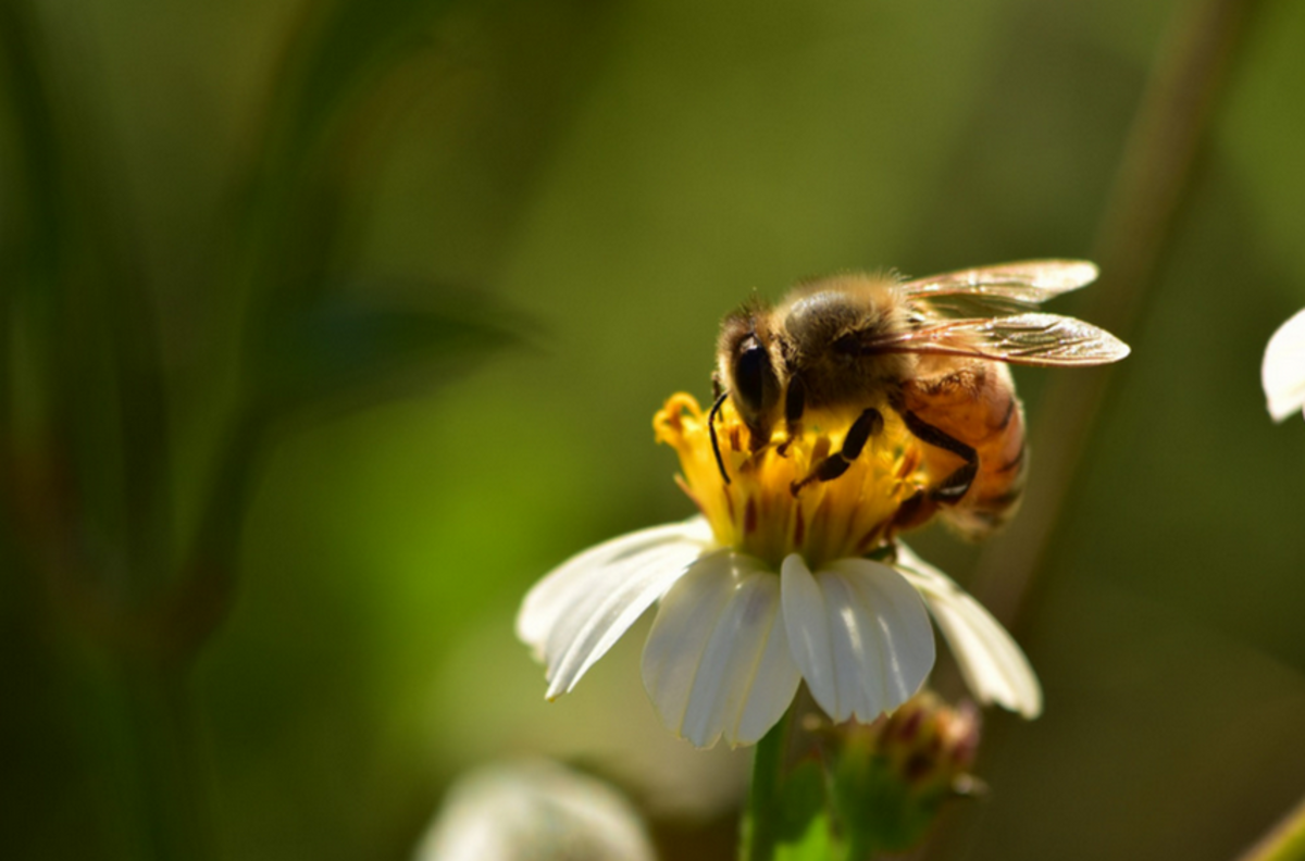 一只西方蜜蜂