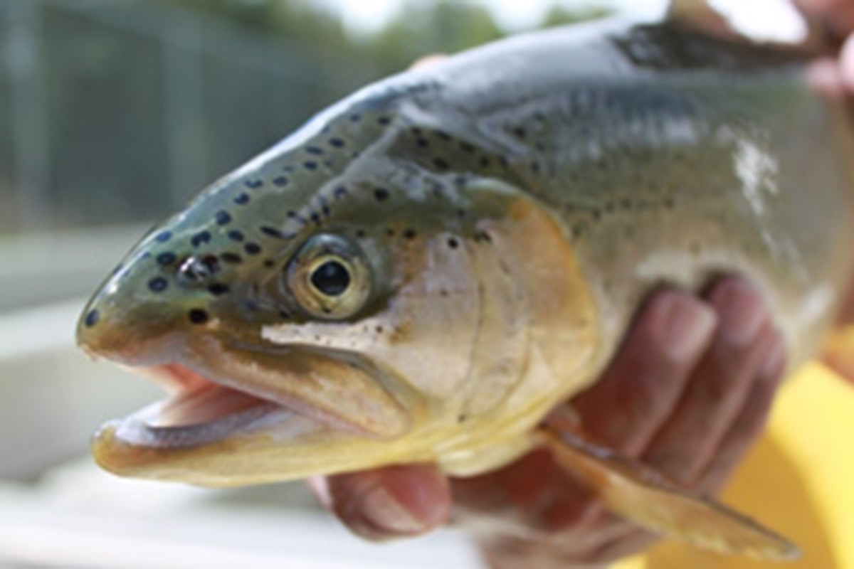 Fishing for the Formerly Endangered Apache Trout in Arizona SkyAboveUs
