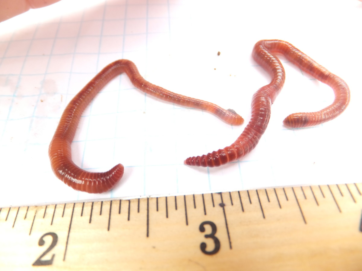 Two European Nightcrawler Worms With Banding.
