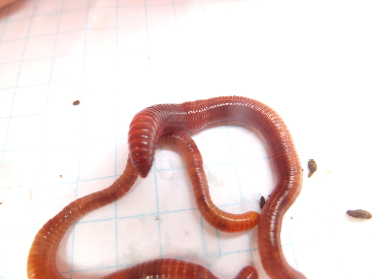 Two European Nightcrawler Worms.