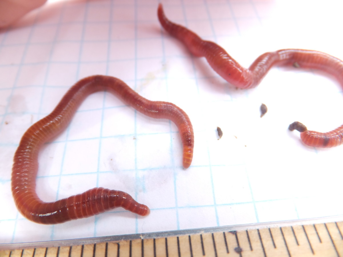 How to Identify the European Nightcrawler Composting Worm - Dengarden