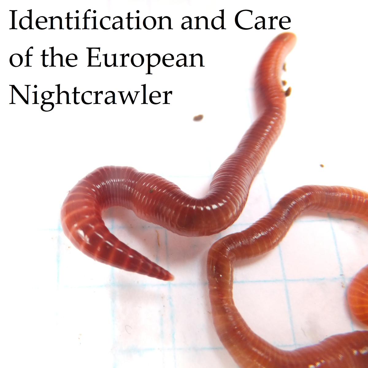 Identifying the European Nightcrawler Composting Worm