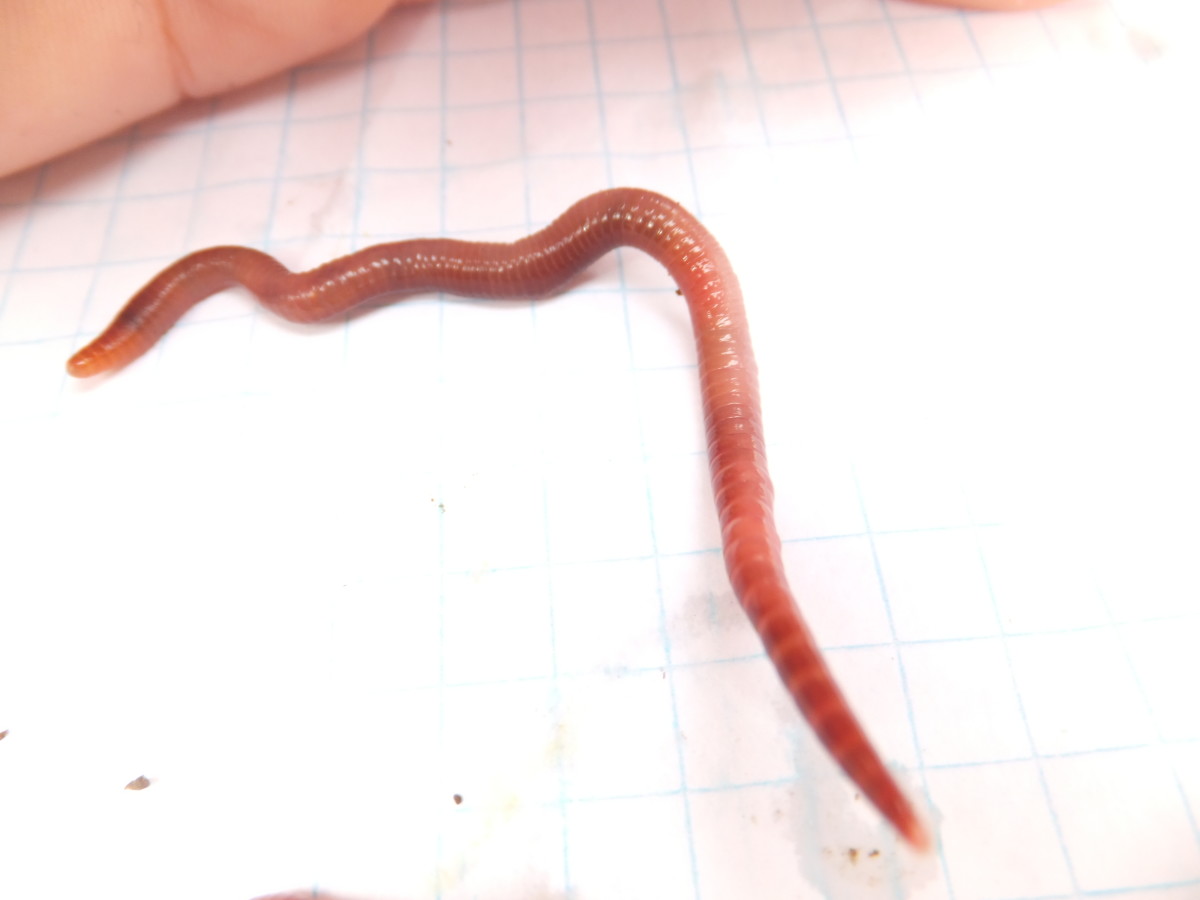One European Nightcrawler Worm, Stretched Out.