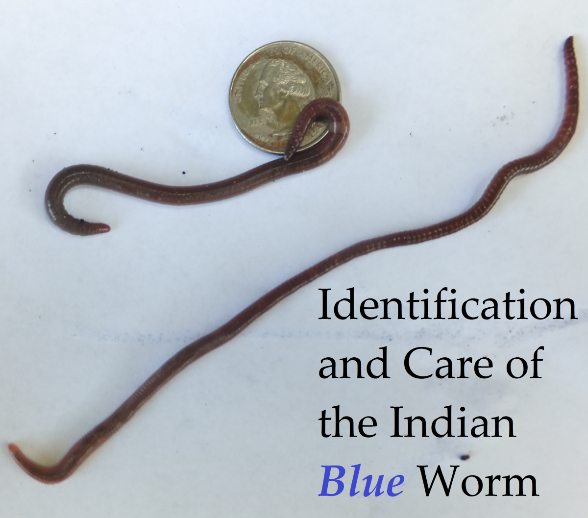 How to Identify the Indian Blue Composting Worm - Dengarden