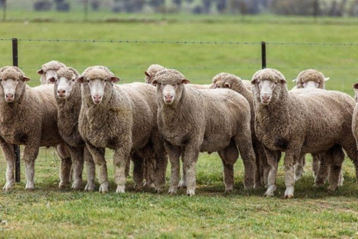 Australian Bond sheep