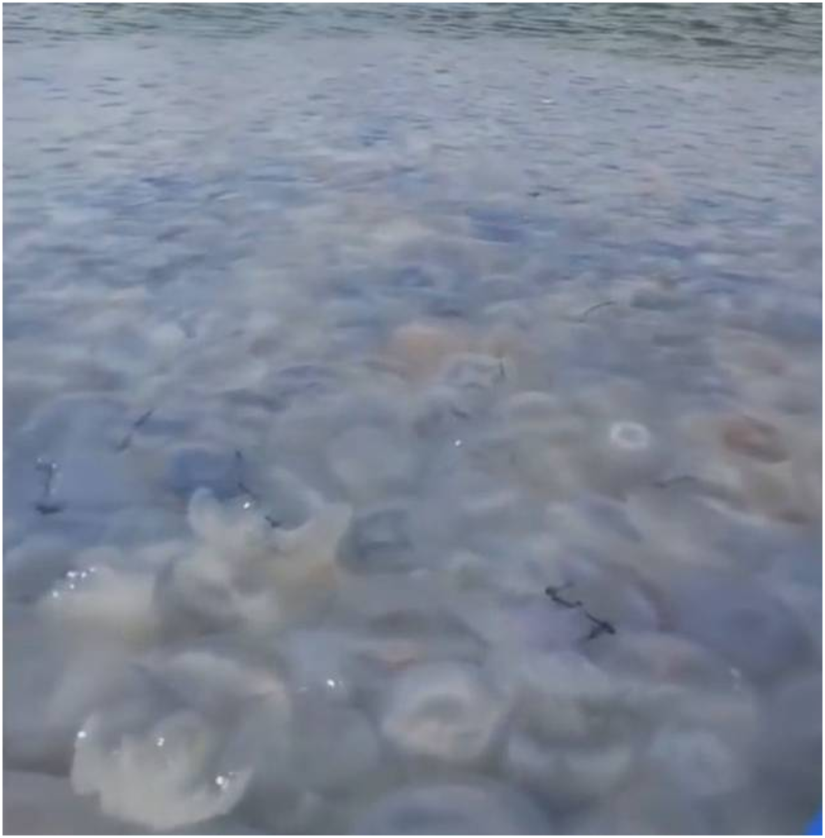 Jellyfish and Resort Summer in 2020, the Sea of Azov