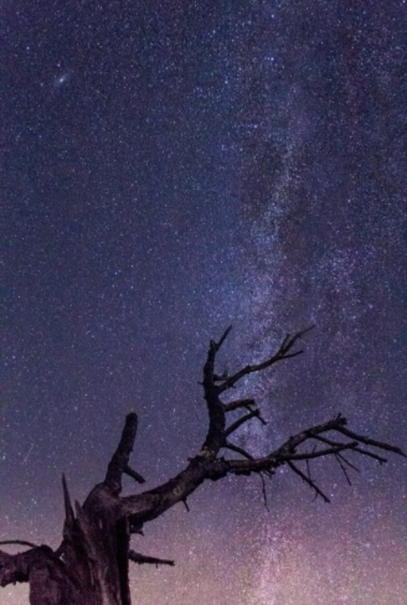 Bare Tree Under Starry Night