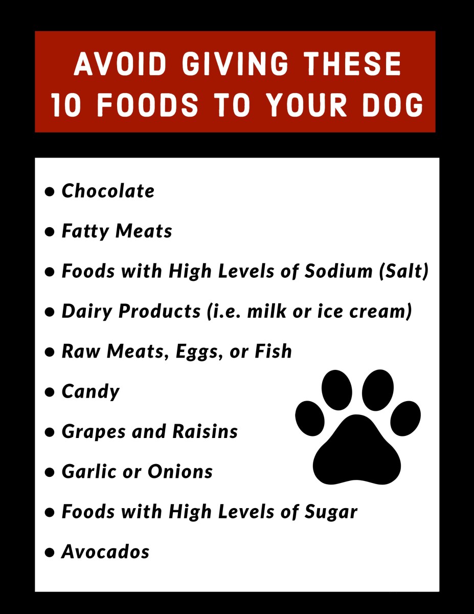 Always avoid giving these foods to your Affenpinscher.  Failure to heed this warning can (and will) result in serious harm to your dog.