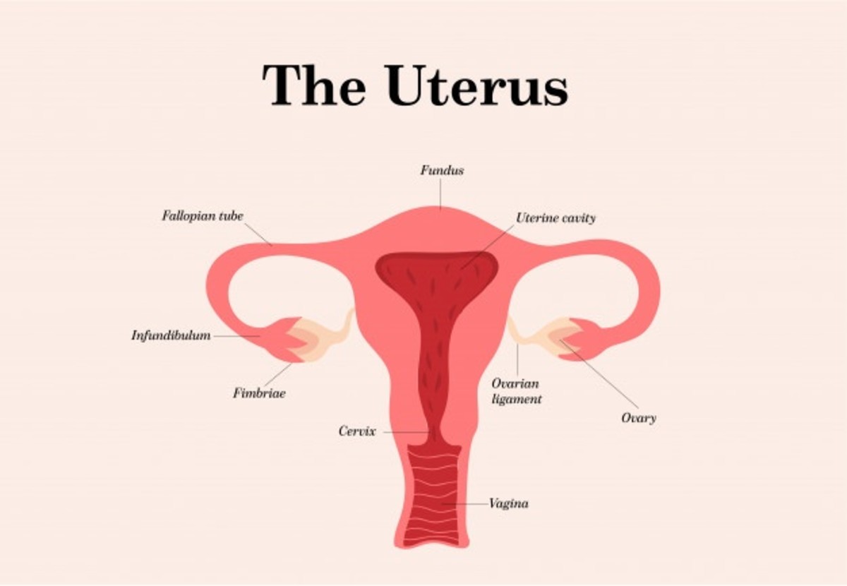 an illustration of the uterus 