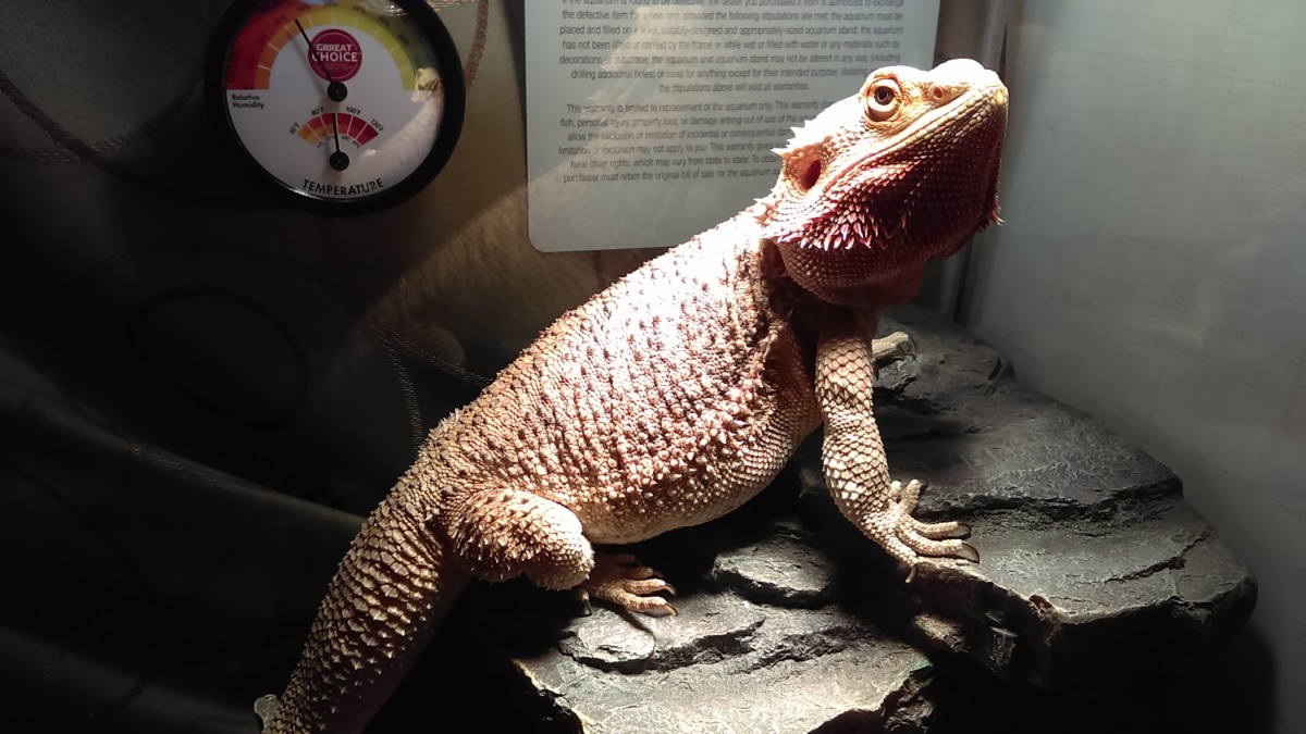 7-Step Bearded Dragon Care Guide
