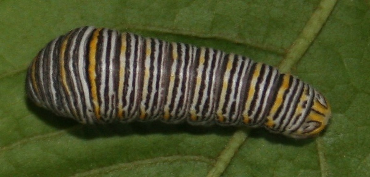 Zebra swallowtail caterpillar, dark form