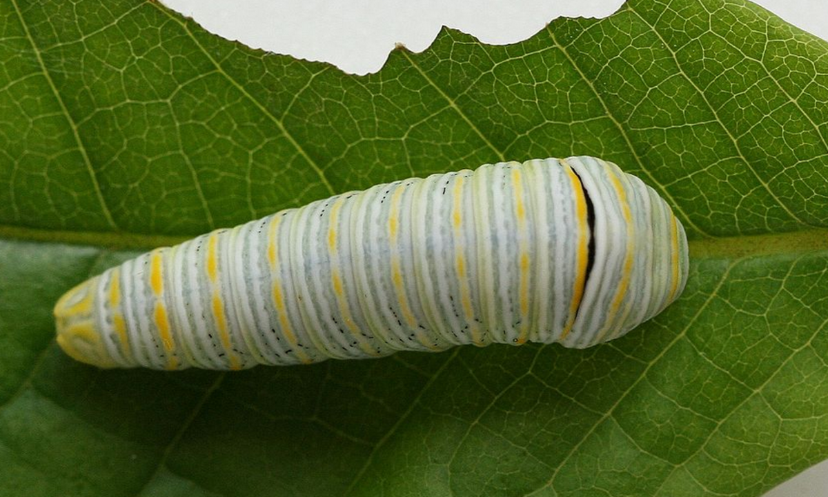 Zebra swallowtail caterpillar, light form