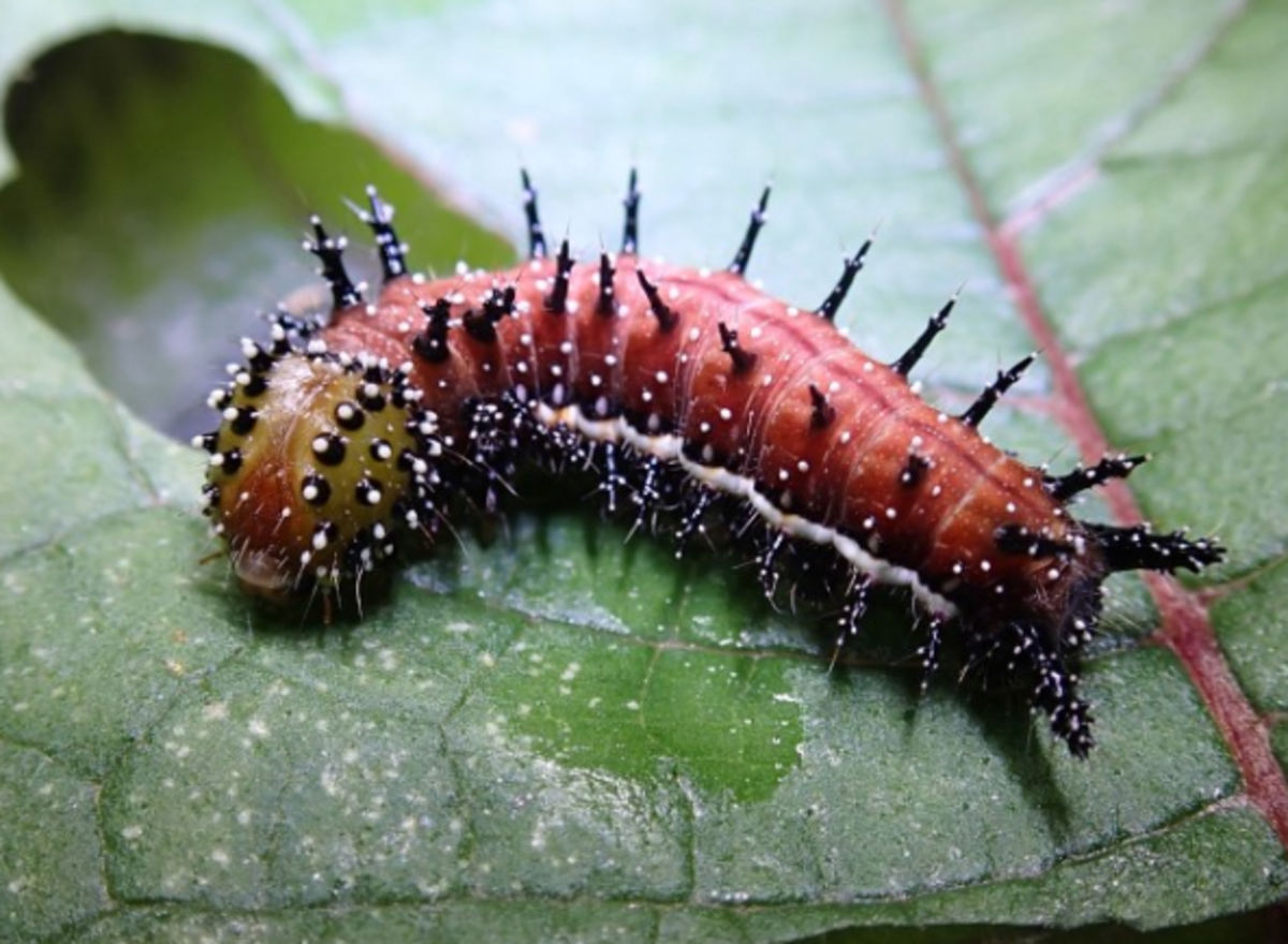 state-insect-of-hawaii