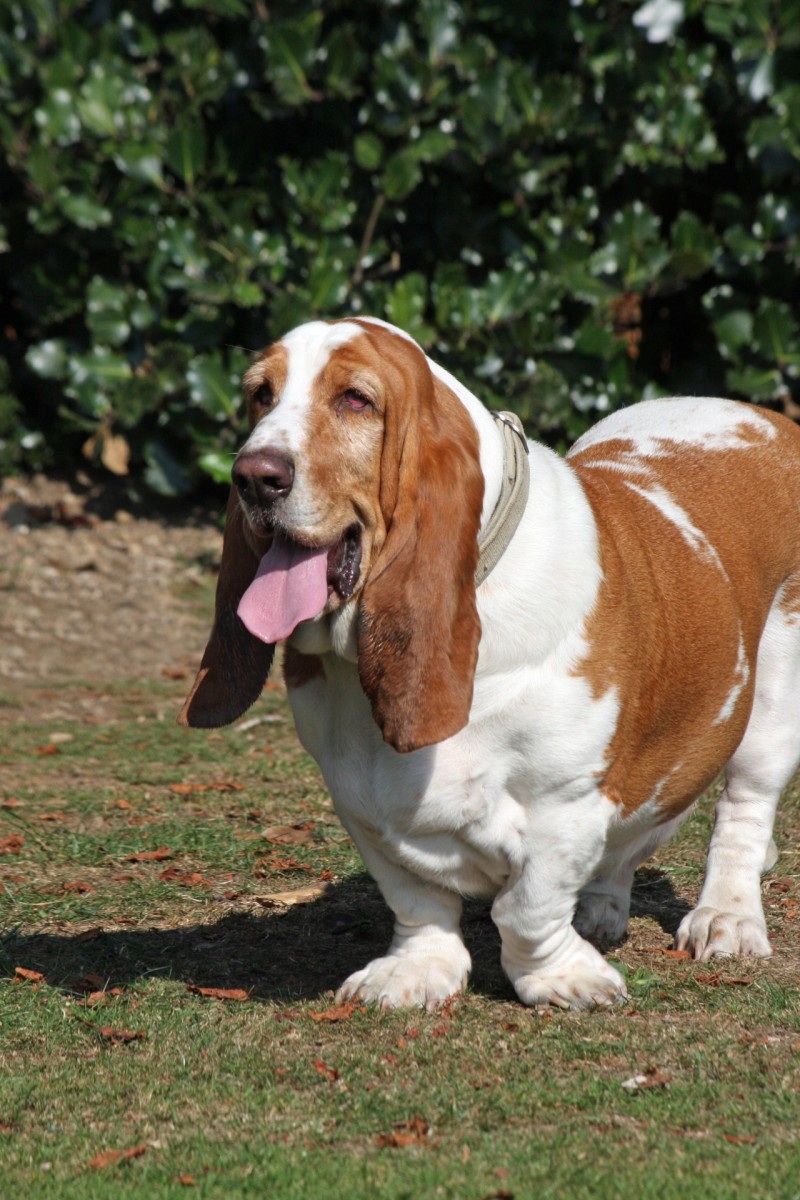 Breeds such as the Basset Hound are known for having turned out front feet.