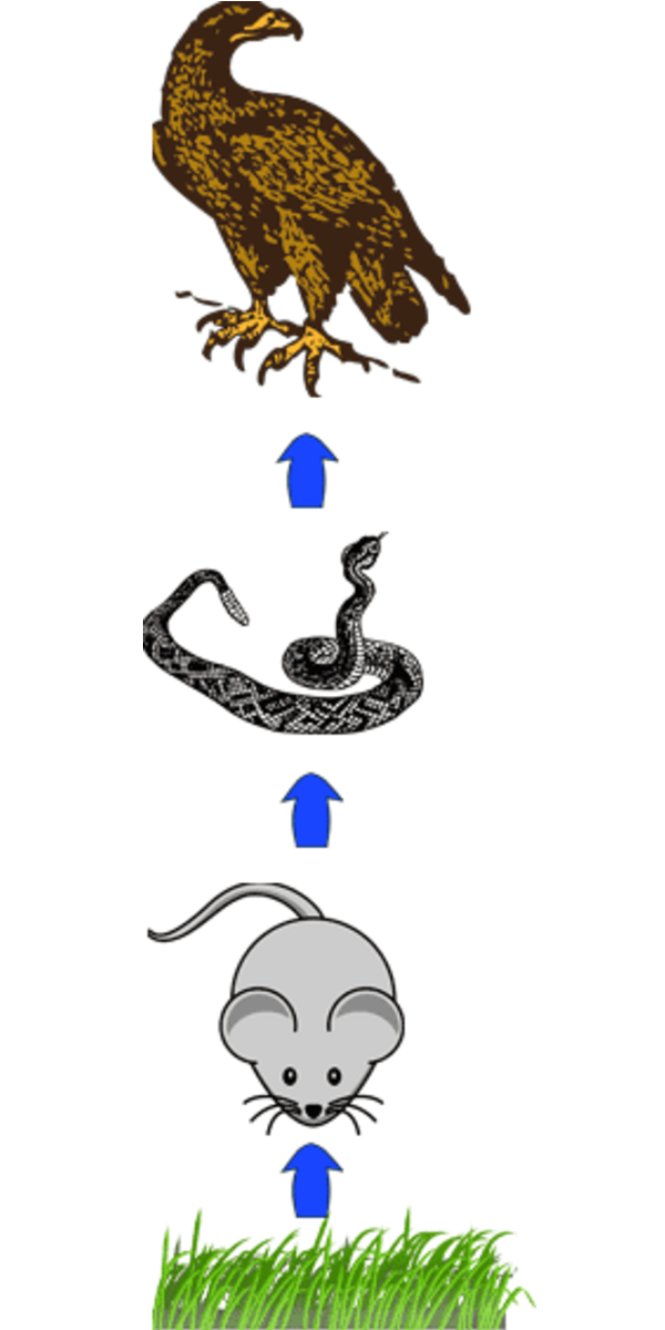 An example of a food chain