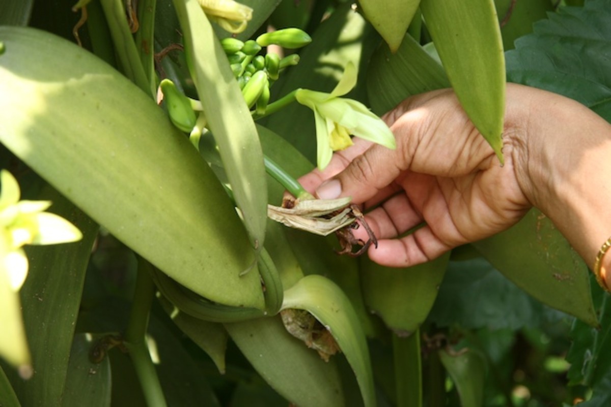 Make Your Own Vanilla Bean Extract HubPages