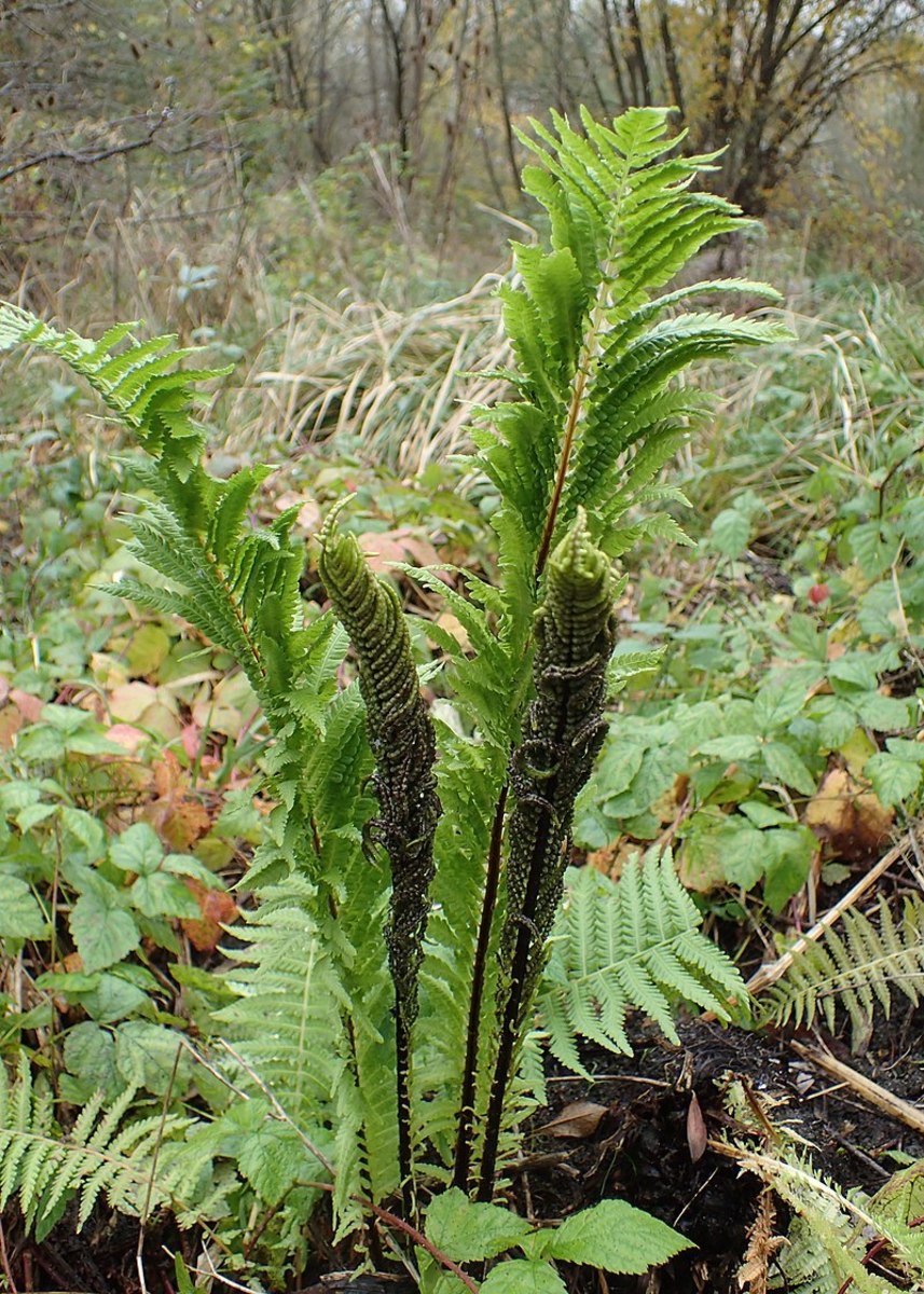 The fertile fronds are shorter and darker green, emerging after the sterile fronds.